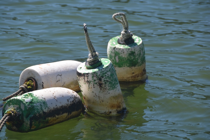 buoys in water
